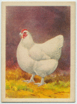 White Orpington hen.