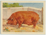 Duroc-Jersey boar.
