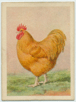 Buff Orpington cock.