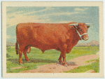 North Devon bull.