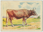 Guernsey cow