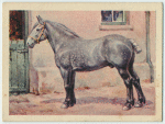 Percheron stallion.