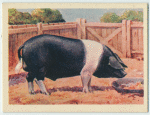 Essex boar.