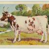 Ayrshire cow.