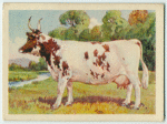 Ayrshire cow.