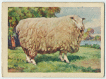 English Leicester ram.
