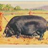 Large Black sow.