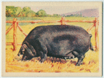 Large Black sow.