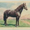 Flemish stallion.