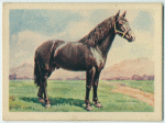 Flemish stallion.