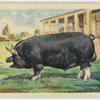 Berkshire boar.