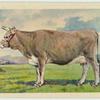 Jersey cow.