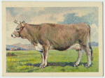 Jersey cow.