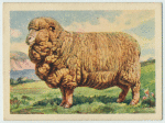 Merino ewe.