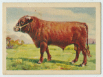 South Devon bull.