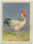 Light Sussex cock.