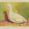 Aylesbury drake.