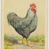 Barred Plymouth Rock cock.