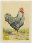 Barred Plymouth Rock cock.