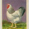 Columbian Wyandotte cock.