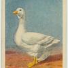 Emden goose.