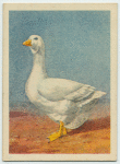 Emden goose.