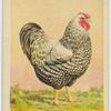 Silver Wyandotte cock.