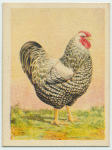 Silver Wyandotte cock.