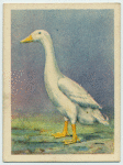 White Indian Runner drake.