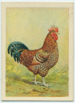 Speckled Sussex cock.