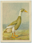 Indian Runner drake.