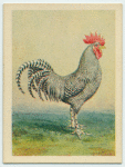 Scotch Grey cock.