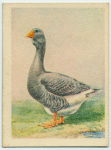 Toulouse goose.