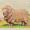 Merino ram.