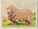 Merino ram.
