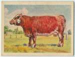 Shorthorn cow.