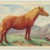 Shetland pony.