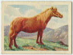 Shetland pony.