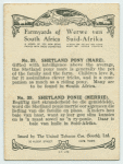 Shetland pony.