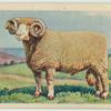 Dorset Horn ram.