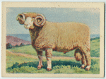 Dorset Horn ram.