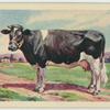 Friesland cow.