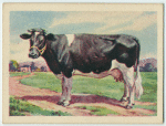 Friesland cow.