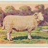 Welsh ram.