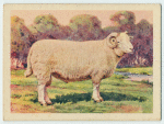 Welsh ram.