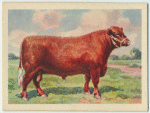 Red Poll bull.