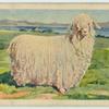 Angora goat ewe.