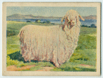 Angora goat ewe.