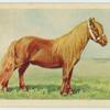Shetland pony.