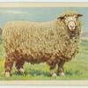 Romney Marsh ram.